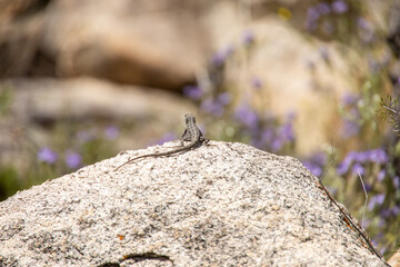 lizard on rock