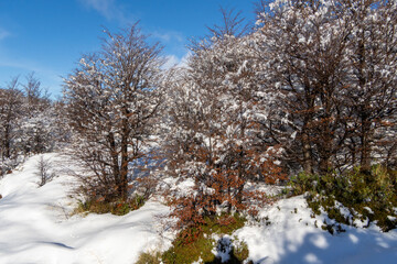 Árboles otoñales en la nieve del Chalten