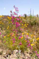 Fototapeta premium Tucson wild blooms