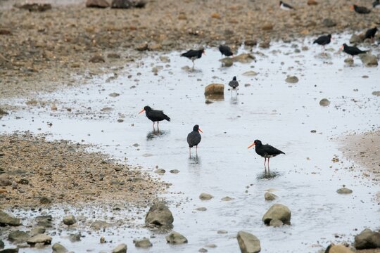 many oystercatcher on the rocky mudflats