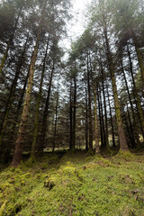 Obraz premium Pine Forest near the Gleniff Horseshoe in County Sligo, Ireland