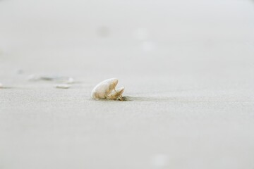 seashells on the beach