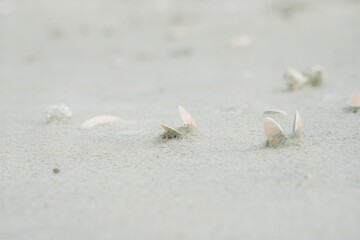 seashells on the beach