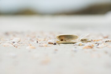 seashells on the beach