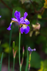 Siberian iris