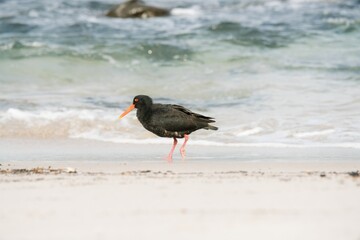 oystercatcher on the beach
