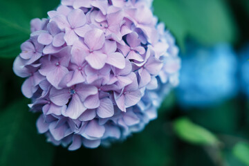 Hydrangeas from a certain place in Kyoto, Japan.