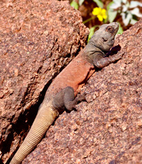 Chuckwalla lizard sunbathing on a rock in Arizona
