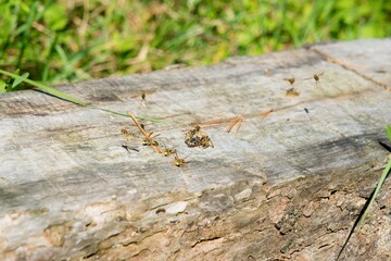 Wasps Fighting