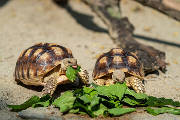 Sucata tortoise eating vegetables with nature background