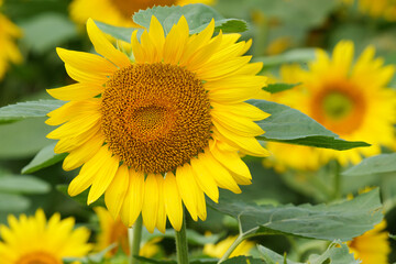 夏の青空とひまわり