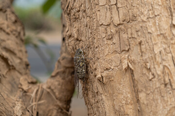 Close up macro of a large cicada on a bark of a tree trunk. 