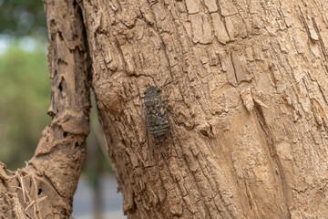 Close up macro of a large cicada on a bark of a tree trunk. 