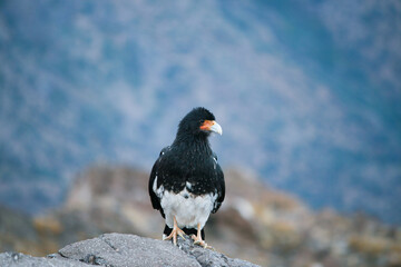 Carancho cordillerano bird on the mountaing