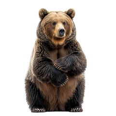 bear standing isolated on transparent background ,generative ai