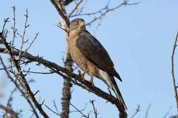 Cooper Hawk perched in tree at Corn Creek Nevada