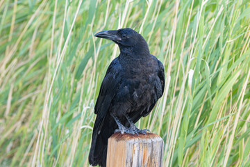 Raven bird posing on fence post