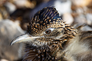 Roadrunner closeup of head
