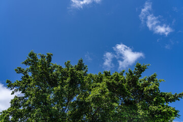 Ficus microcarpa, Chinese banyan, Malayan banyan, Indian laurel, curtain fig, or gajumaru, is a tree in the fig family Moraceae. Kamoana Pl / Aliinui Dr, Ko Olina , Honolulu, Oahu, Hawaii