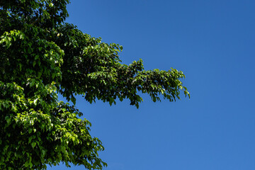 Ficus microcarpa, Chinese banyan, Malayan banyan, Indian laurel, curtain fig, or gajumaru, is a tree in the fig family Moraceae. Kamoana Pl / Aliinui Dr, Ko Olina , Honolulu, Oahu, Hawaii