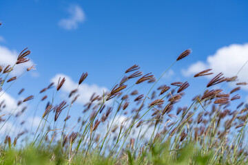 Chloris barbata (syn. Chloris inflata), the swollen fingergrass or purpletop chloris, is a...