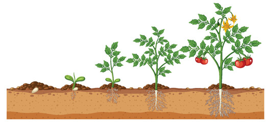 Illustration of tomato plant development stages