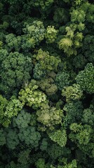 Aerial View of Lush Forest Canopy