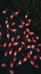 Aerial View of Flamingos at Night