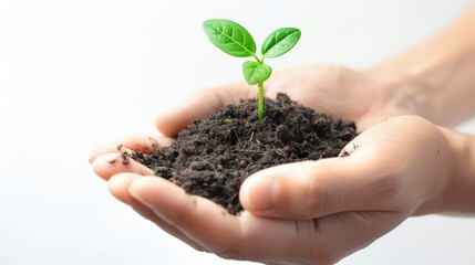 A hand is holding a small plant with soil on white background