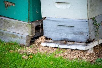 Bee Hive - New Zealand