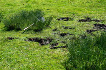 Shovel in a field, invasive weeds being dug up and removed from grass pasture, sunny spring farm...
