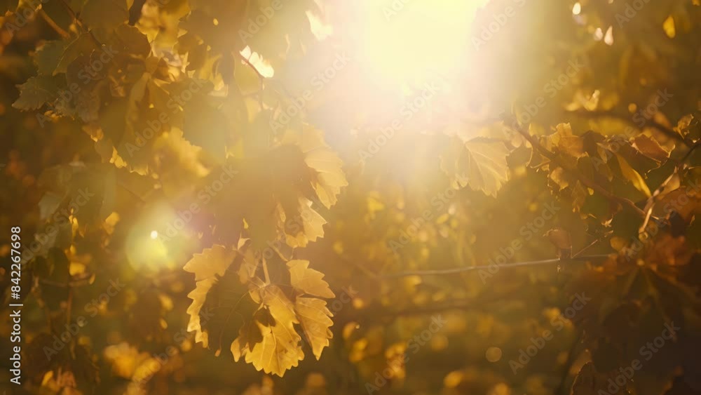 Poster sunlight filters through the rows of gvines in a tranquil organic vineyard highlighting the intricat