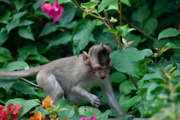 可愛いサル