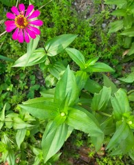 Plant growth in the garden