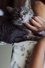 domestic house cat being scratched underneath its chin