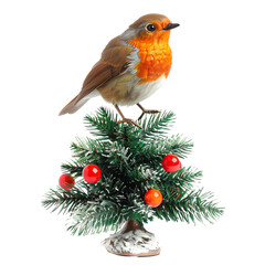 A cute robin perched on a small Christmas tree with red berries isolated on transparency background, PNG cut out.