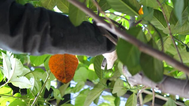 Hand of people use Pruning scissors to cut a tree branch 