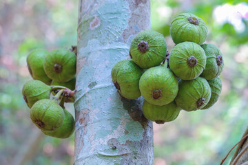 Wild figs are found in the tropical forests of Asia in Thailand.