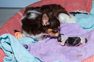 Chihuahua gives birth Help give birth to a dog