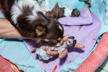 Chihuahua gives birth Help give birth to a dog
