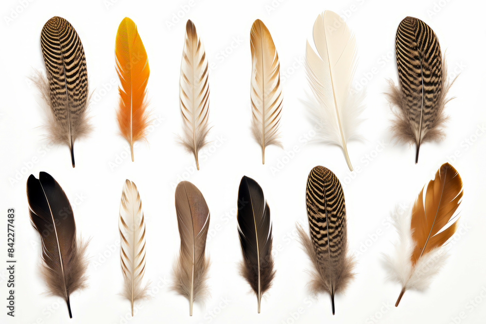 Wall mural Collection of different colored feathers on white background.