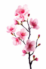 Obraz premium Branch of pink flowers with leaves on white background with white background.