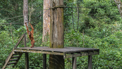 An orangutan stands on a plank platform, holding onto a stretched rope with his hands. Lush green vegetation of the rainforest around. Sepilok Orangutan Rehabilitation Centre. Malaysia. Borneo. 