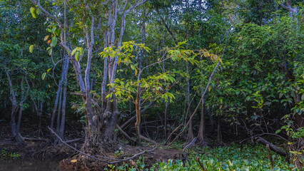 Thickets of impenetrable tropical rain forest on the river bank. Trees with twisted trunks and exposed roots, aquatic plants. Malaysia. Borneo. Sandakan. Kinabatangan River.
