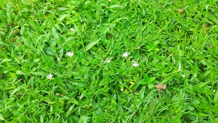 Lawn Grass texture with tinny white flowers