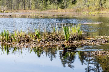 Beaver Lake in Stanley park Vancouver British Columbia with wildlife nature landscape