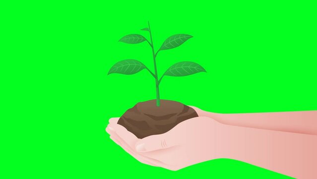 green screen animation. Plant growths from the ground and person keeps it in his palm. Green energy and sustainable lifestyle concept. Save the planet vector ecology illustration
