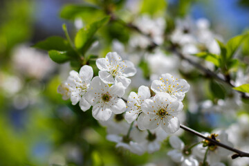 Selective cherry blossom focus. Beautiful background of spring blooming. Branches of a cherry tree on a sunny day against a blue sky background. Blooming white cherry in spring. 
