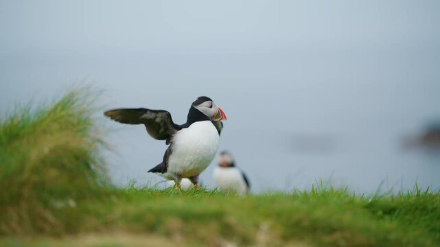 Lunga Island Puffin Bird Spreading its Wings - Slow Motion