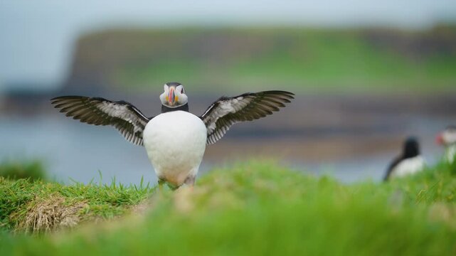 Puffin Bird Flapping its Wings, Blurred Scottish Landscape Backdrop